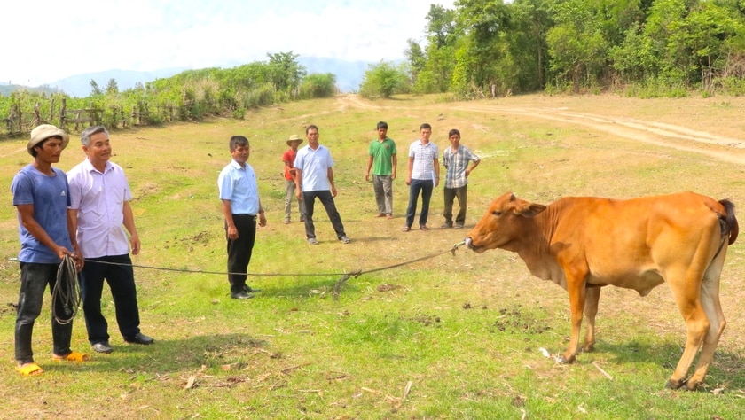 Đoàn kiểm tra tình hình hỗ trợ bò cho hộ nghèo tại xã Sró, huyện Kông Chro. Ảnh: Ngọc Minh