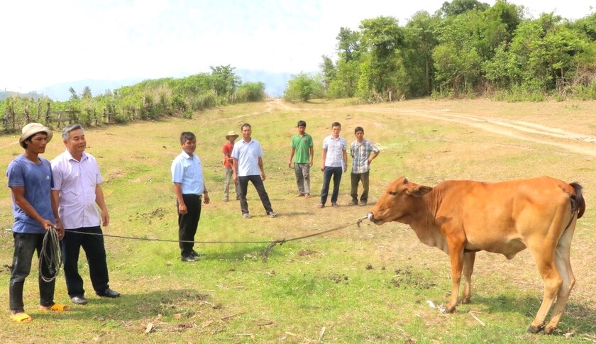 Hộ nghèo, cận nghèo, hộ mới thoát nghèo vùng đồng bào dân tộc thiểu số huyện Kông Chro được hỗ trợ bò, tạo thêm sinh kế để vươn lên thoát nghèo. Ảnh: Ngọc Minh