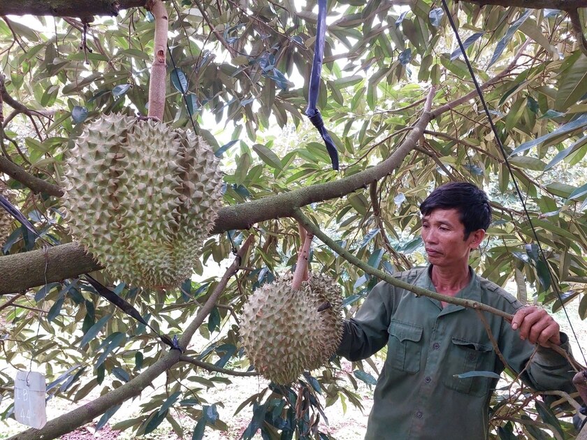 Chuyển đổi cây trồng có giá trị kinh tế thấp sang trồng sầu riêng là hướng đi mới của nhiều nông dân hiện nay. Ảnh: Nguyễn Diệp