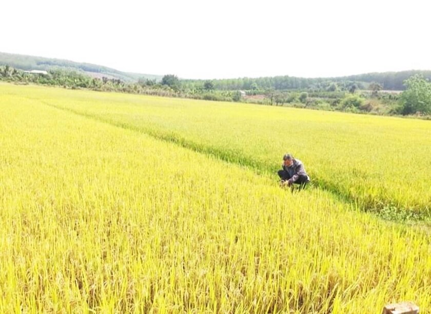 Người dân làng Tung đã chú trọng trồng lúa nước để đảm bảo lương thực. Ảnh: Nhật Hào