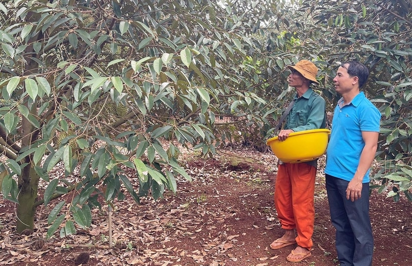 Ông Nguyễn Trọng Dũng (bên trái, thôn Vinh Hà) trao đổi với cán bộ Hội Nông dân xã Ia Blang về kỹ thuật chăm sóc cây sầu riêng. Ảnh: A.H