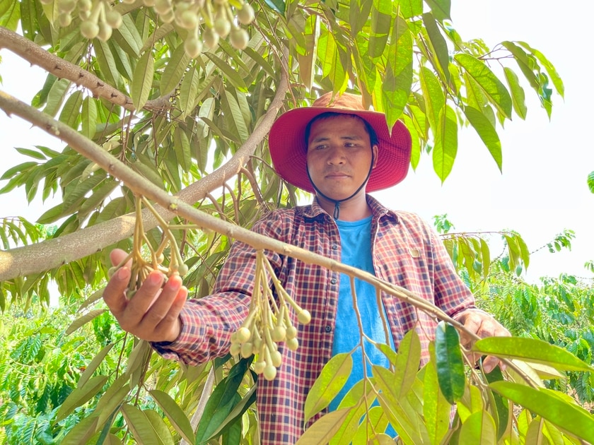 Anh Rơ Châm Tuy (làng Phung) phấn khởi khi vườn sầu riêng rộng gần 2 ha trồng theo hướng VietGAP đang cho trái vụ đầu tiên. Ảnh: Mai Ka