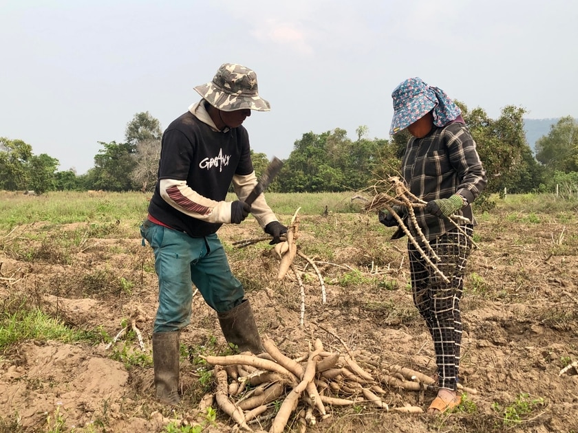 Người dân huyện Krông Pa thu hoạch cây mì. Ảnh: Lê Nam