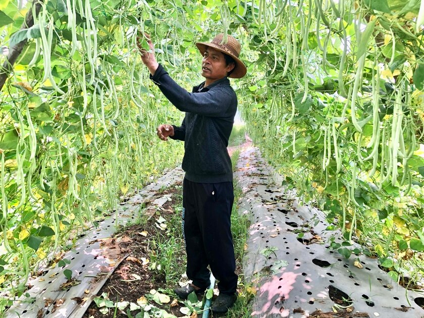 Để phát triển kinh tế, người dân làng Wâu (xã Chư Á, TP. Pleiku) đã mạnh dạn chuyển đổi cây trồng gắn với ứng dụng công nghệ cao. Ảnh: Lê Nam