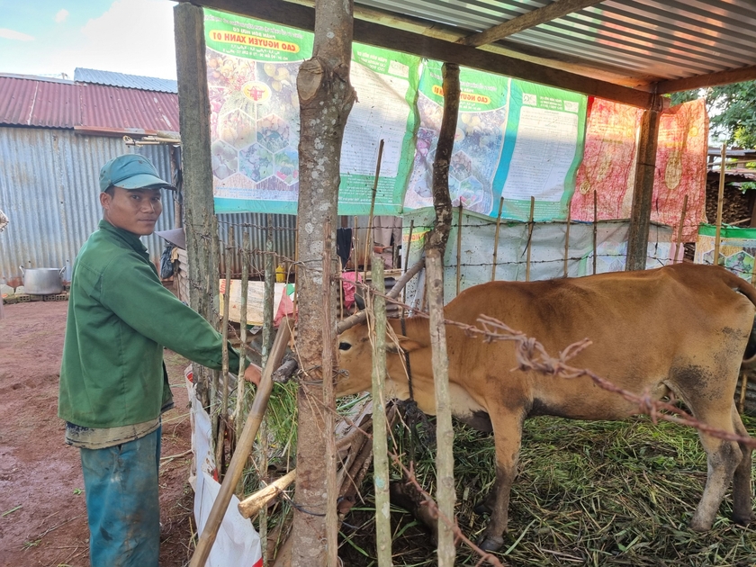 Được Hội Nông dân xã Ia Pếch hỗ trợ kinh phí để mua bò sinh sản, anh Rơ Châm Pỹ có thêm động lực để thoát nghèo. Ảnh: Hoàng Kỳ