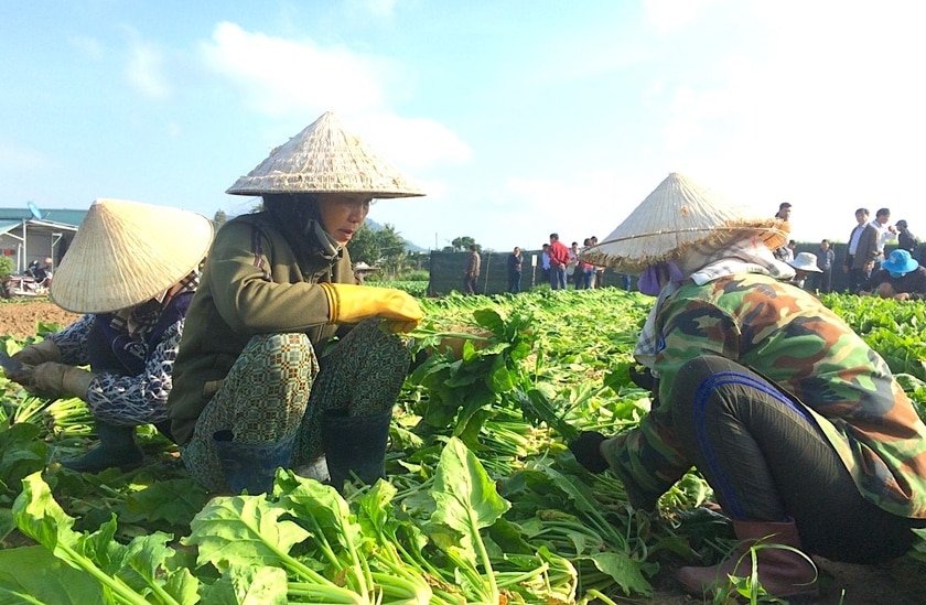 Huyện Đak Pơ có hơn 6.700 ha rau với sản lượng 121 ngàn tấn/năm. Ảnh: Nguyễn Hiền