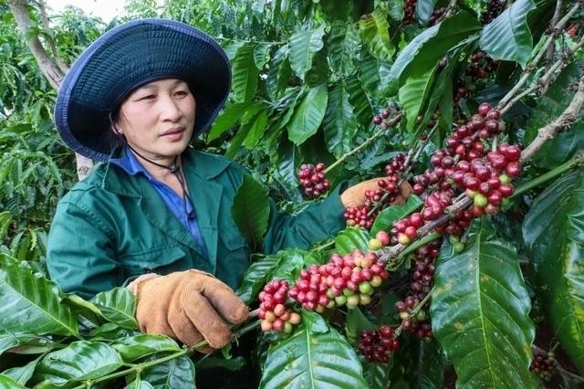 Giá cà phê ở Gia Lai tăng 1,2 triệu đồng/tấn (ảnh nguồn internet)