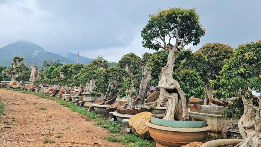 Một góc nhỏ của khu vườn bằng lăng bonsai. Ảnh: Ngọc Duy
