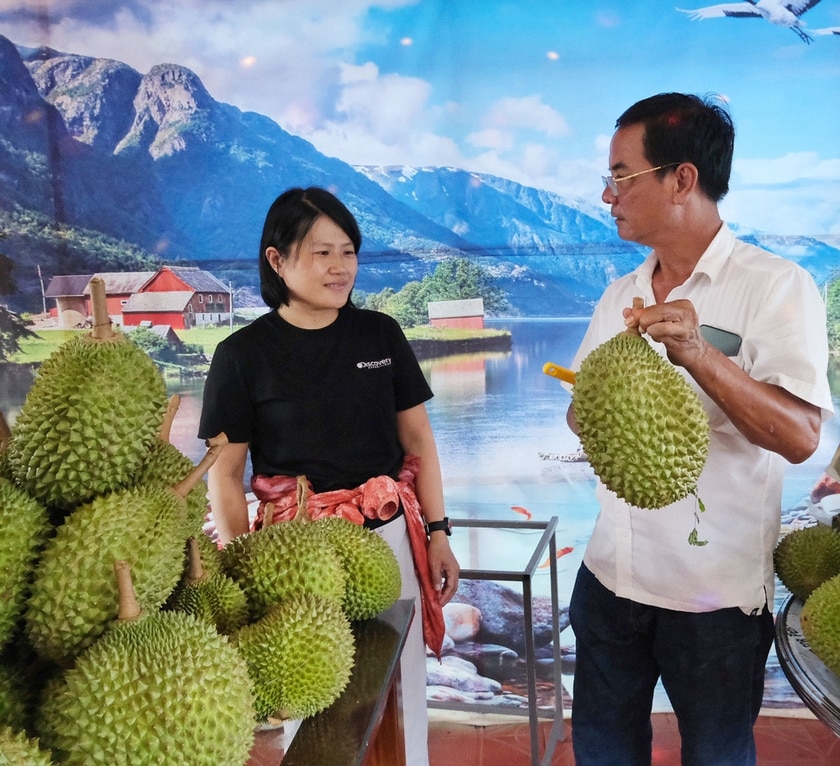 Ông Nguyễn Chất Sâm (bìa phải)-chủ farmstay Sâm Phát Ia Ly giới thiệu cho du khách cách kiểm tra sầu riêng chín rụng. Ảnh: H.N
