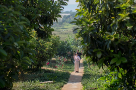 Farmstay: Hướng đi tiềm năng của du lịch nông nghiệp, nông thôn