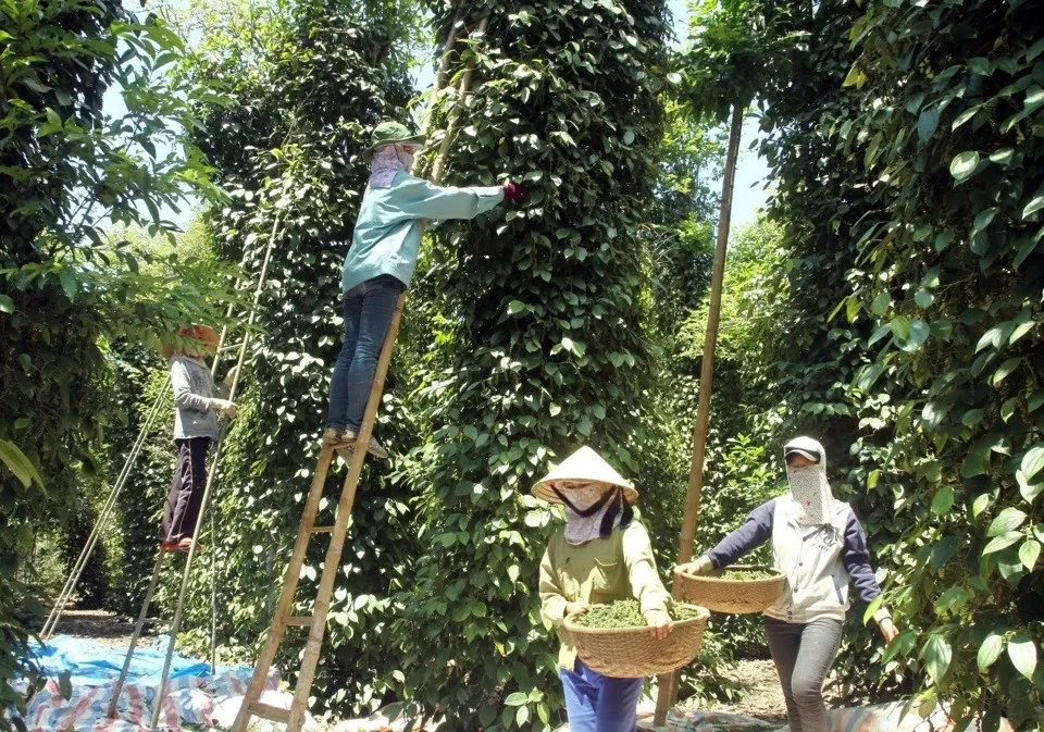 Dự báo giá tiêu 27/8/2024: