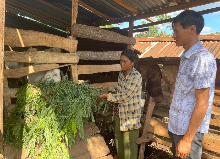 Chủ tịch Ủy ban MTTQ Việt Nam xã Ia Blang Nguyễn Viết Quyền trao đổi với gia đình bà Grinh về mô hình nuôi dê. Ảnh: A.H