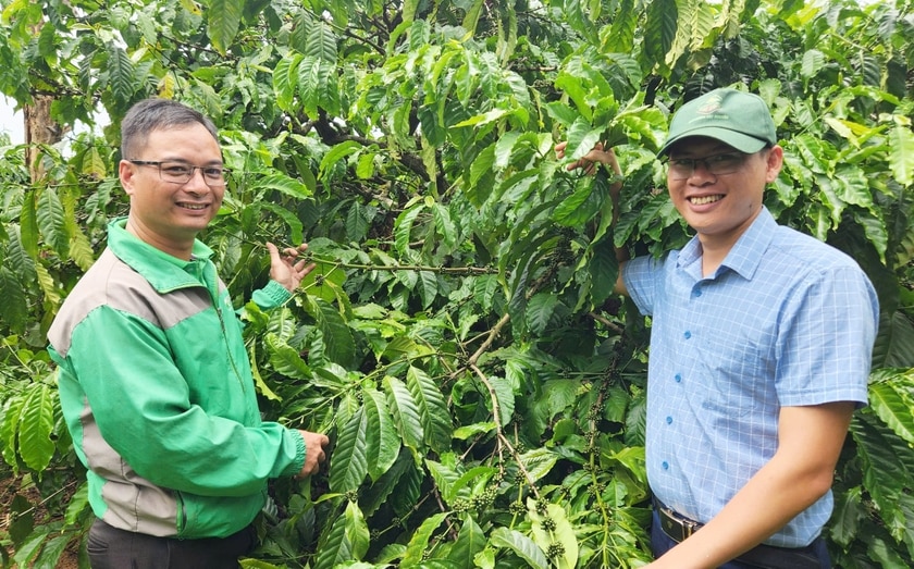 Nhờ sản xuất theo hướng sinh học, vườn cà phê của anh Ngô Thân Thương (bìa trái, thôn 6, xã Ia Băng, huyện Đak Đoa) cho năng suất mỗi năm 5,5-6 tấn nhân/ha. Ảnh: Q.T