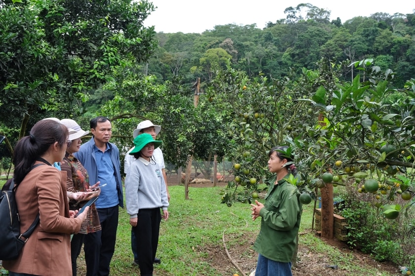 Khảo sát điểm du lịch nông thôn tại trang trại cam thôn Trạm Lập, xã Sơn Lang, huyện Kbang. Ảnh: HOÀNG NGỌC