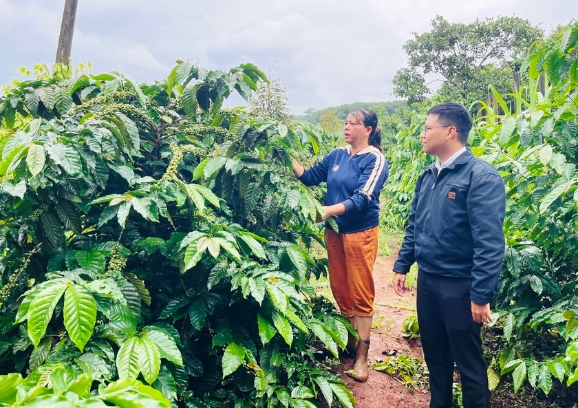 Bà Hoàng Thị Thúy (thôn An Hòa, xã Ia Drang) cùng cán bộ nông nghiệp xã thăm vườn cà phê tái canh của gia đình. Ảnh: N.H