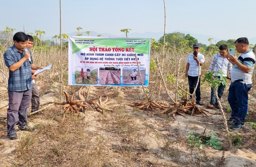 Phòng Nông nghiệp và PTNT huyện Krông Pa tổ chức hội thảo tổng kết mô hình thâm canh cây mì giống mới áp dụng hệ thống tưới nhỏ giọt. Ảnh: L.N