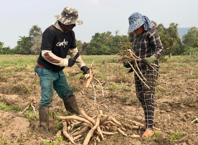 Người dân huyện Krông Pa thu hoạch cây mì. Ảnh: L.N