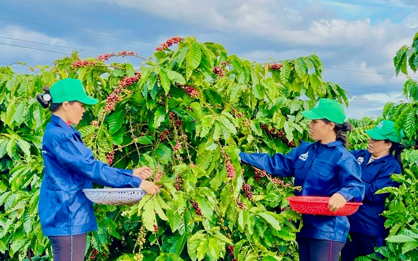 Tạo dựng vùng nguyên liệu sản xuất theo hướng hữu cơ là minh chứng cho hướng đi bền vững để có thể thâm nhập các thị trường khó tính. Ảnh: V.T