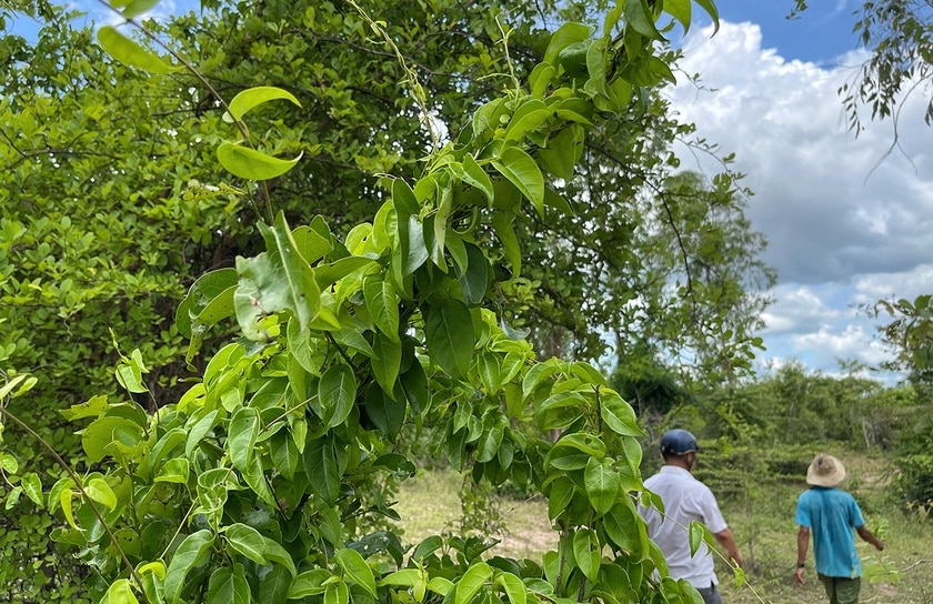 Người Jrai ở Krông Pa gọi lá giang là hla dang, mọc hoang dại khắp nơi ở vùng đất “chảo lửa”. Ảnh: M.C