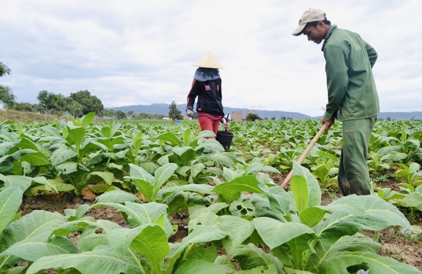 Huyện Krông Pa hiện có hơn 2.500 ha cây thuốc lá. Ảnh: M.K