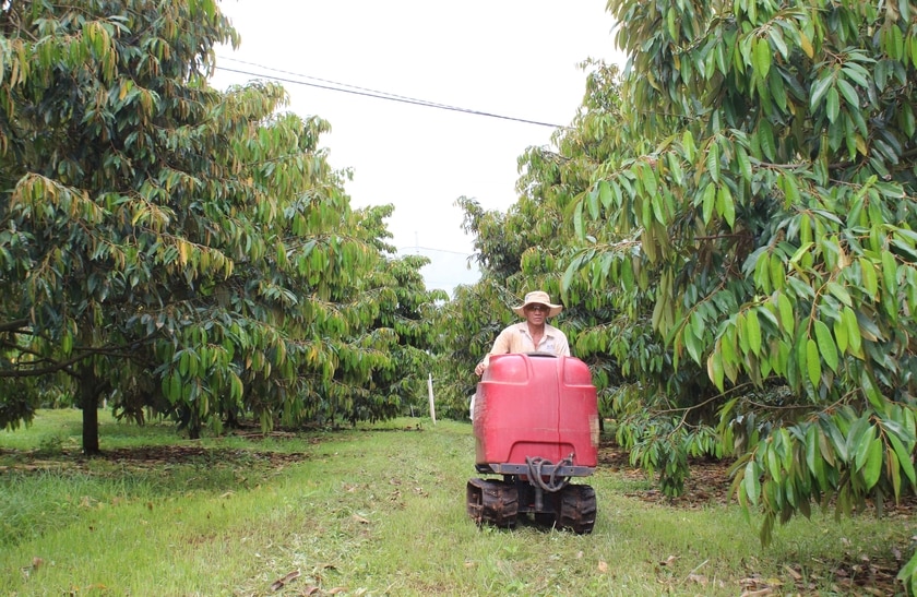 Vườn sầu riêng của ông Phan Văn Vĩnh luôn xanh tươi. Ảnh: N.S