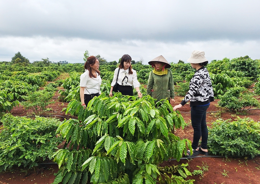 Vườn cà phê tái canh của gia đình bà Nguyễn Thị Hưởng (thôn 5, xã Ia Pal). Ảnh: Q.T