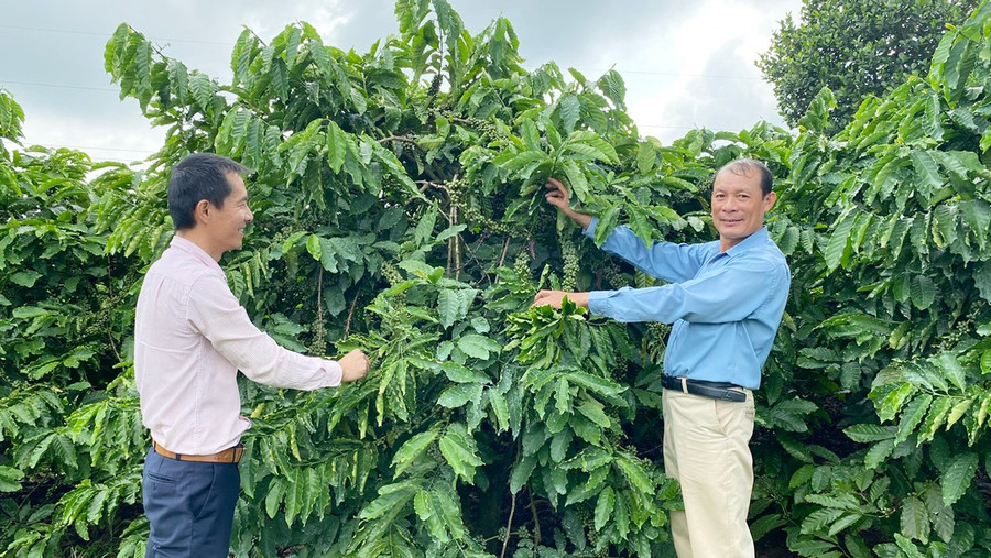 2-gia-cac-mat-hang-nong-san-chu-luc-nhu-ca-phe-duy-tri-da-tang-gia-tao-dong-luc-cho-hoat-dong-san-xuat-kinh-doanh-tai-thi-truong-nong-nghiep-nong-thon-71.jpg