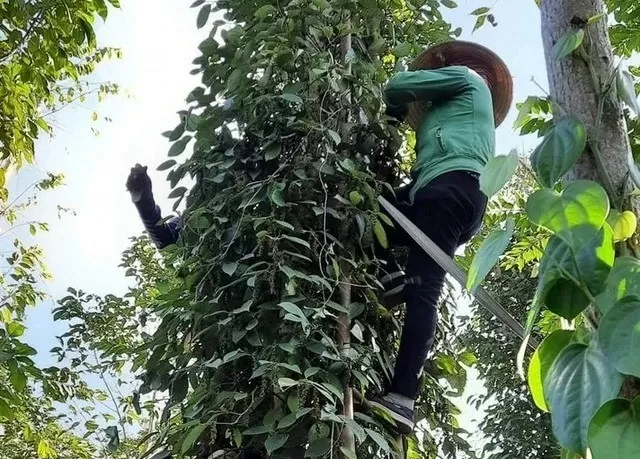 Giá tiêu hôm nay 25/10/2024: