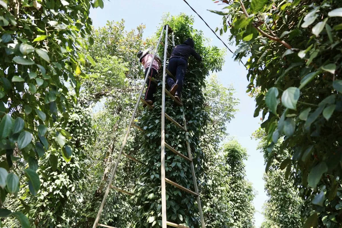 dự báo giá tiêu ngày mai 27/11/2024