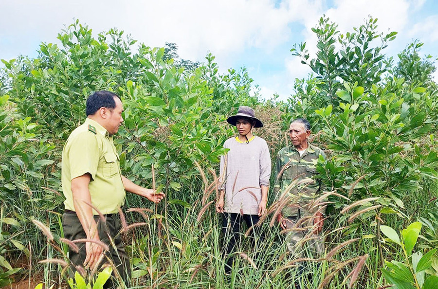 huy-dong-nguon-luc-phu-xanh-dat-trong-doi-troc-bg.jpg