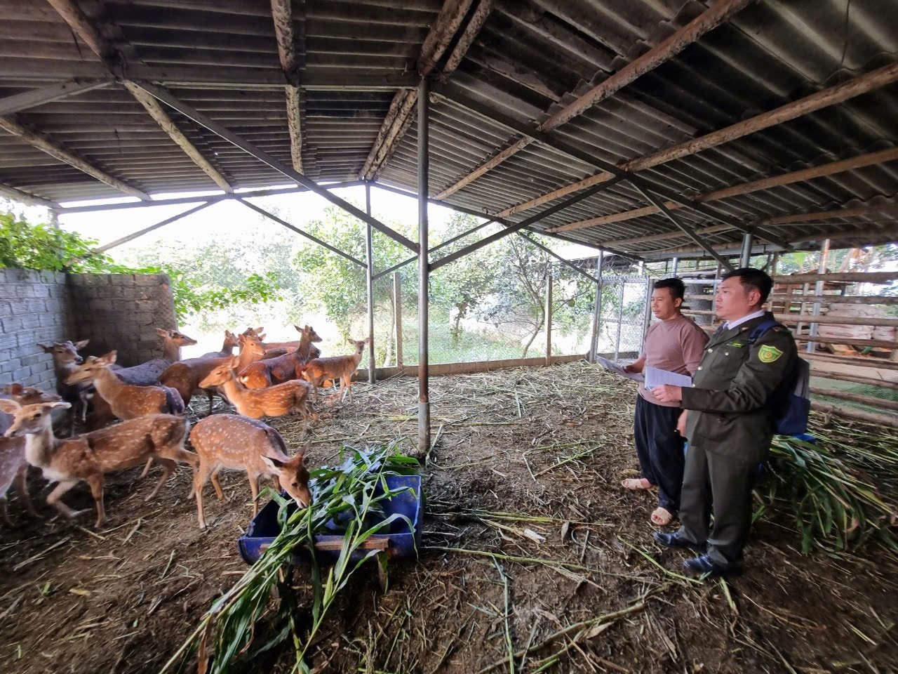 Cán bộ Hạt Kiểm lâm thành phố Tuyên Quang đi kiểm tra tại một hộ nuôi Hươu 