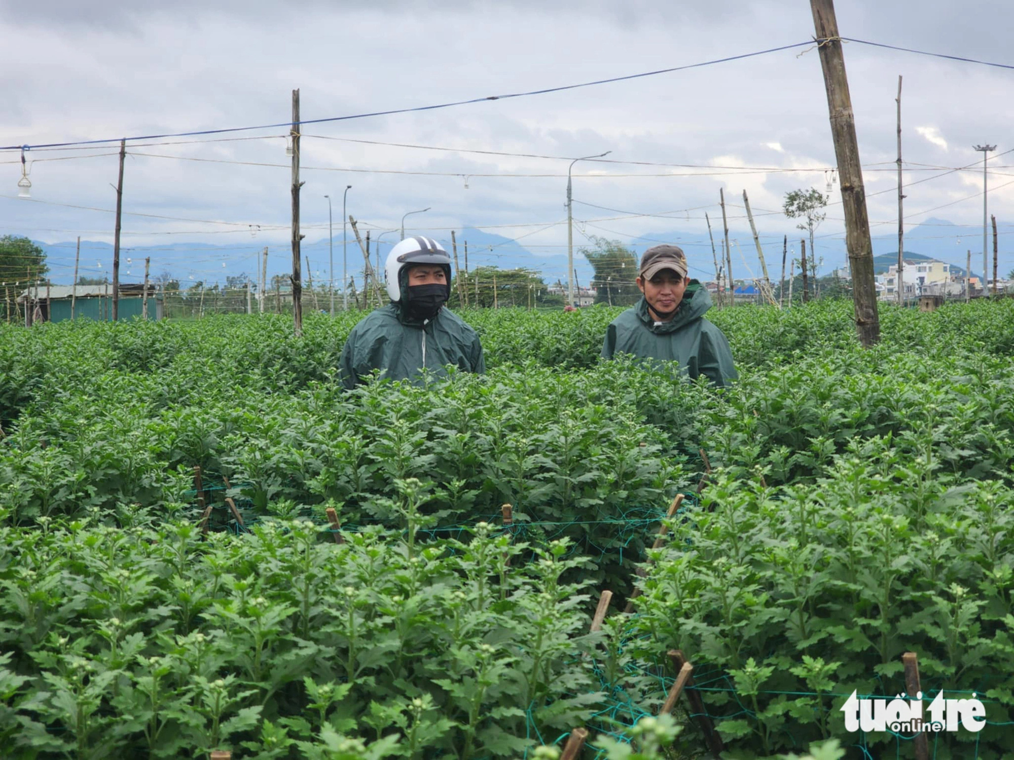 Tết đến gần nhưng vắng người mua, thủ phủ hoa cúc miền Trung lo lắng - Ảnh 5.