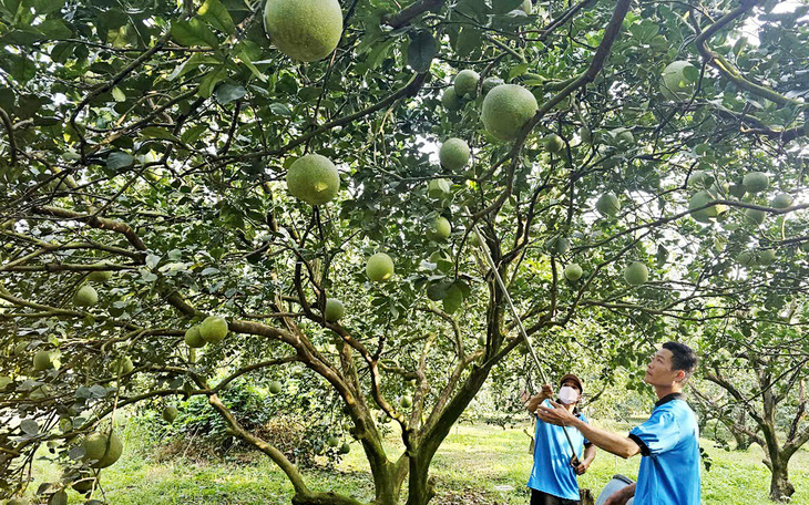 Tết đến gần nhưng vắng người mua, thủ phủ hoa cúc miền Trung lo lắng - Ảnh 8.