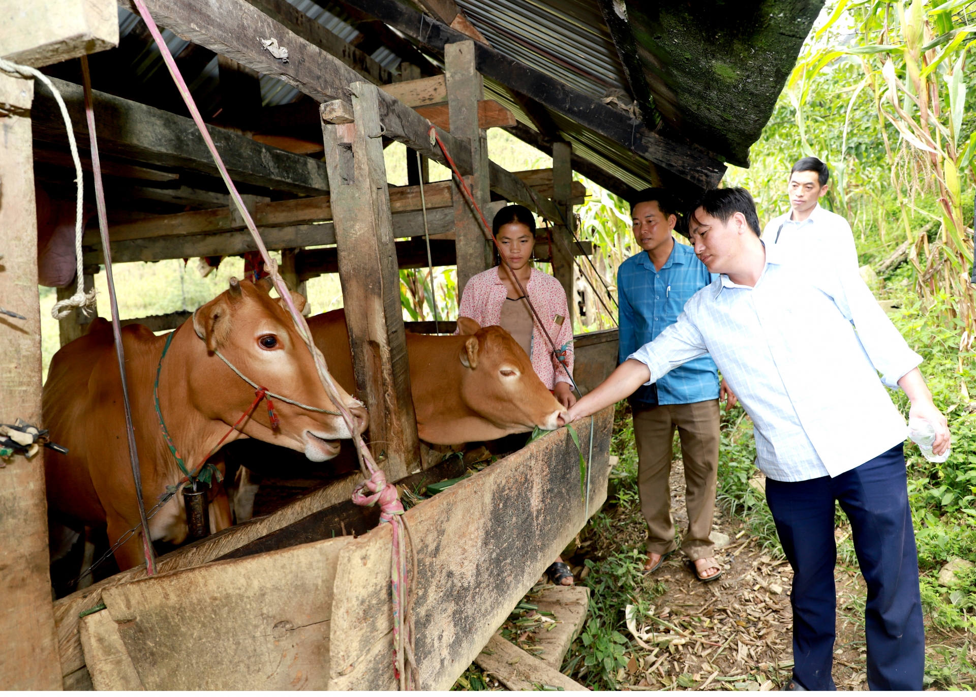 Bò Vàng vùng cao là một trong những sản phẩm phát triển theo hướng hữu cơ.