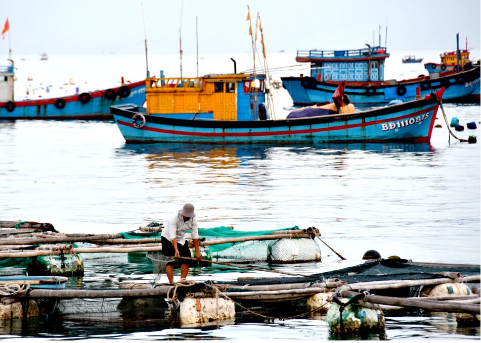  Nghề nuôi cá lồng trên Cù Lao Xanh