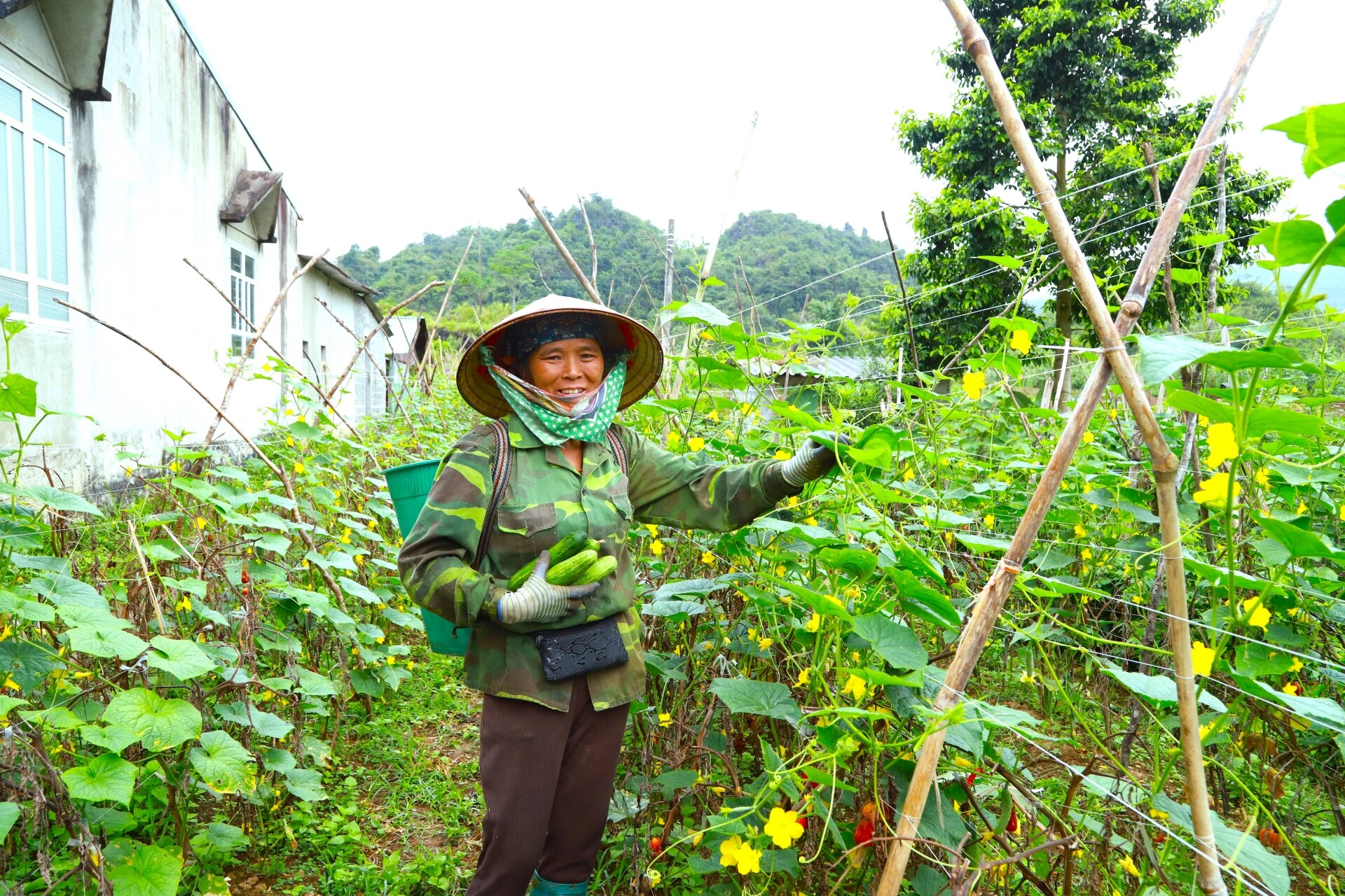 Niềm vui của người dân thôn Nậm Lương khi những ruộng dưa chuột được mùa.