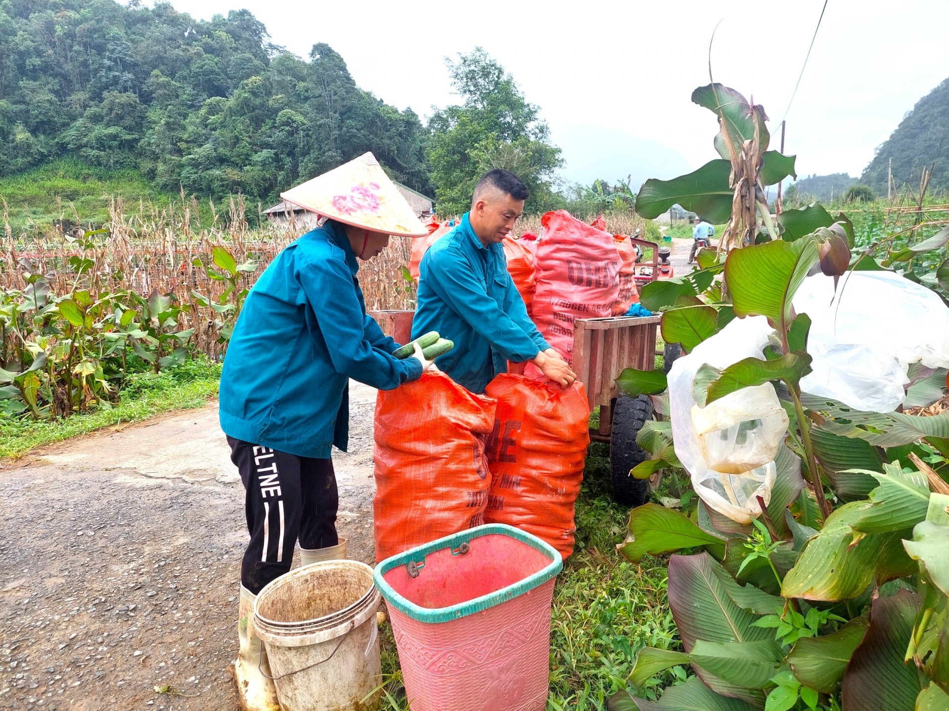 Từng tải dưa chuột nặng trĩu được xếp lên xe để chở đến điểm thu mua.