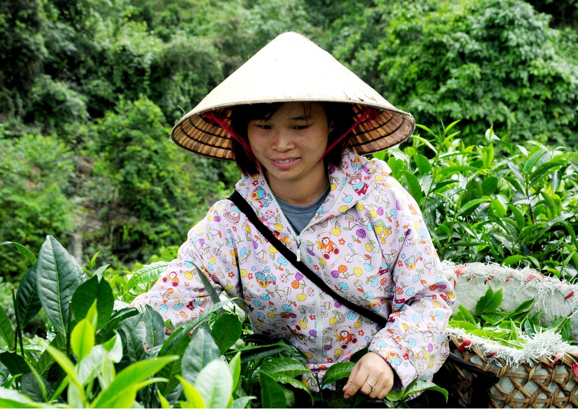 Thu hái chè nguyên liệu. 