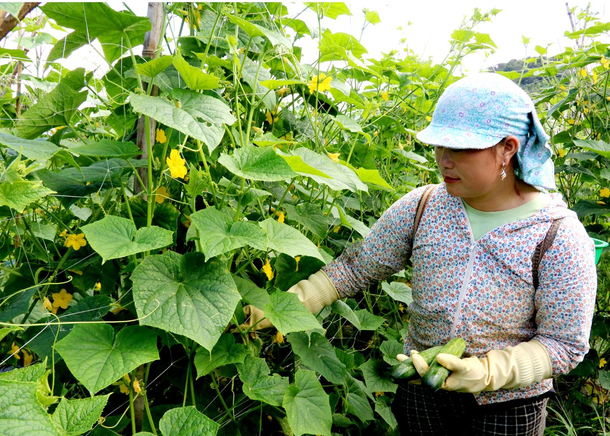 Người dân thôn Dìn Sán, xã Quyết Tiến (Quản Bạ) thu hoạch dưa chuột.
