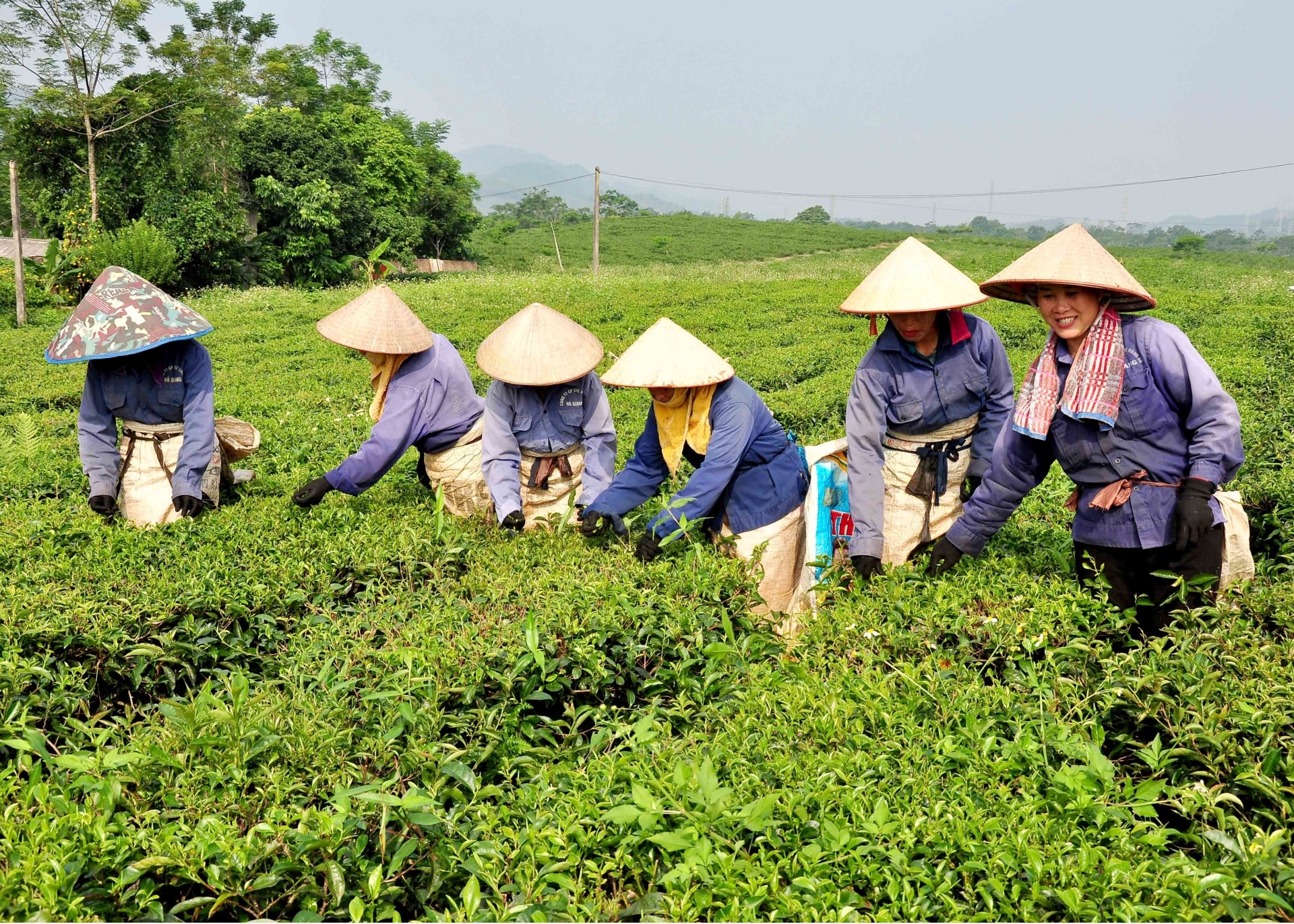 Công ty Cổ phần chè Hùng An hiện có trên 70 lao động làm việc ổn định tại doanh nghiệp.