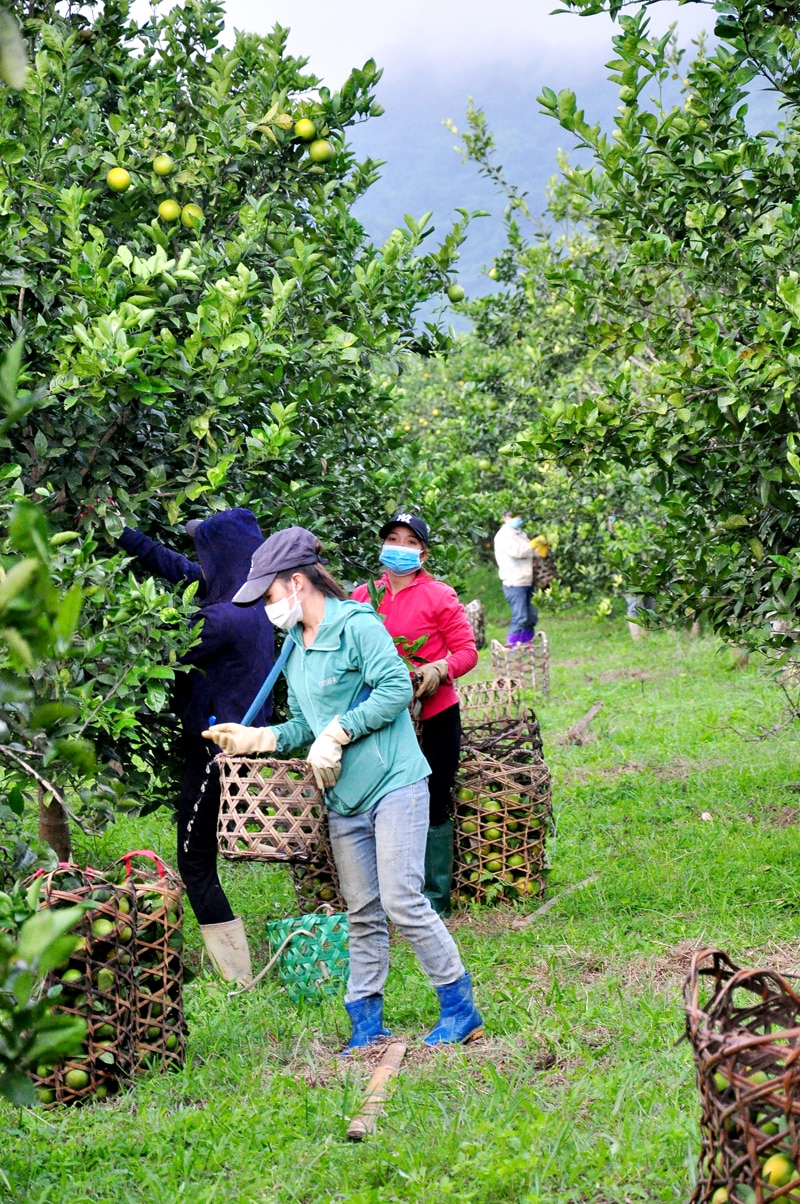 Bà con xã Đồng Yên (Bắc Quang) thu hoạch cam Vàng.