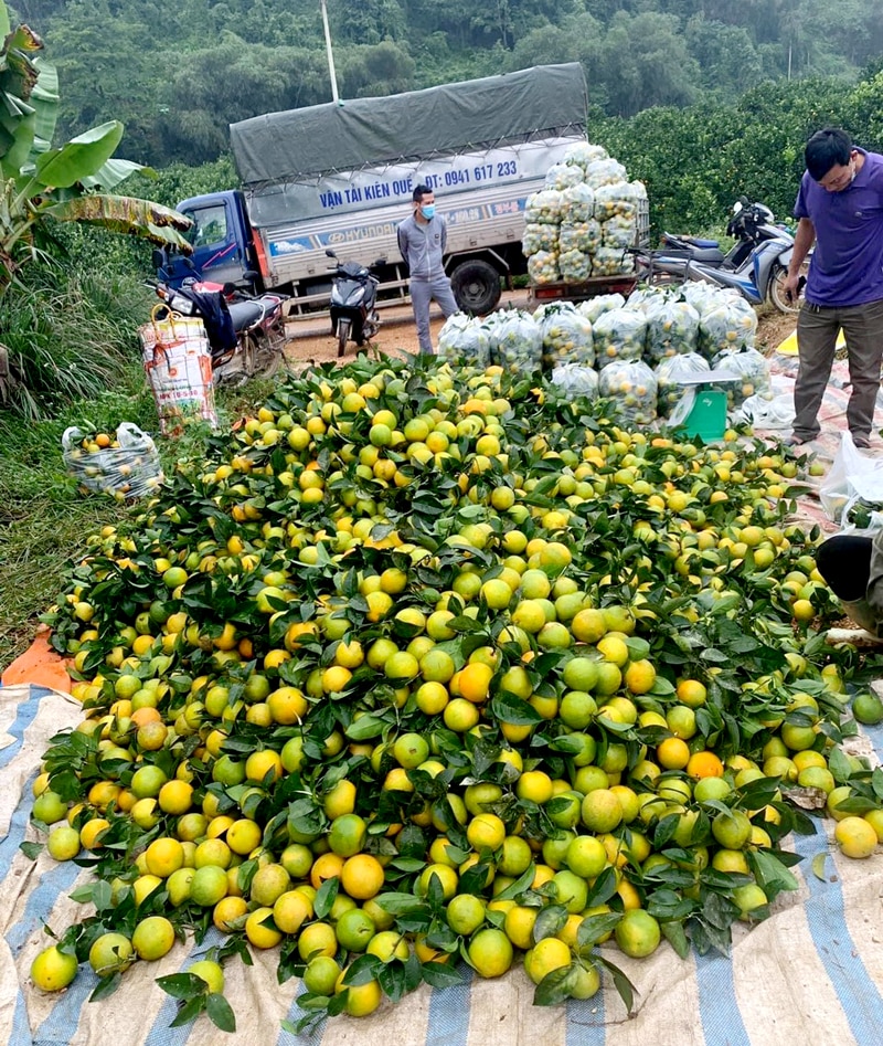 Bà con xã Vĩnh Phúc thu hoạch cam Vàng đầu vụ.