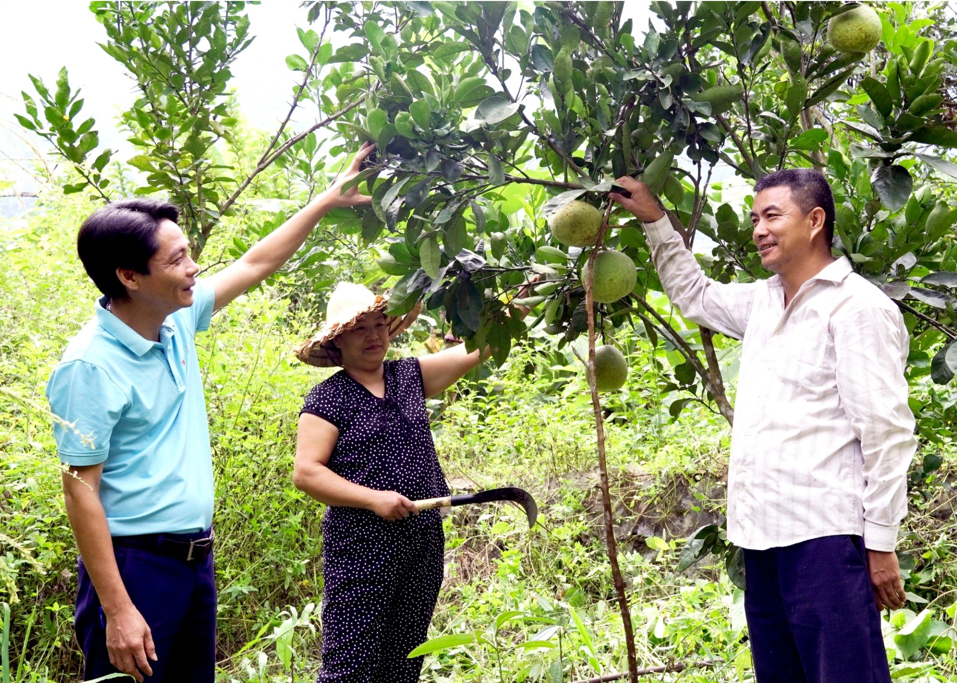 Vườn bưởi của gia đình anh Sùng Văn Thắng, xã Thèn Phàng bắt đầu bói quả năm đầu tiên.
