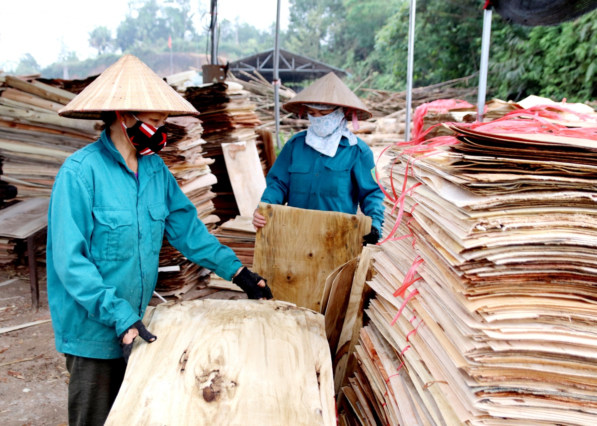 Công ty TNHH MTV Pháo Nhung, xã Kim Ngọc (Bắc Quang) sản xuất ván bóc, đóng góp tích cực vào nguồn thu ngân sách.
