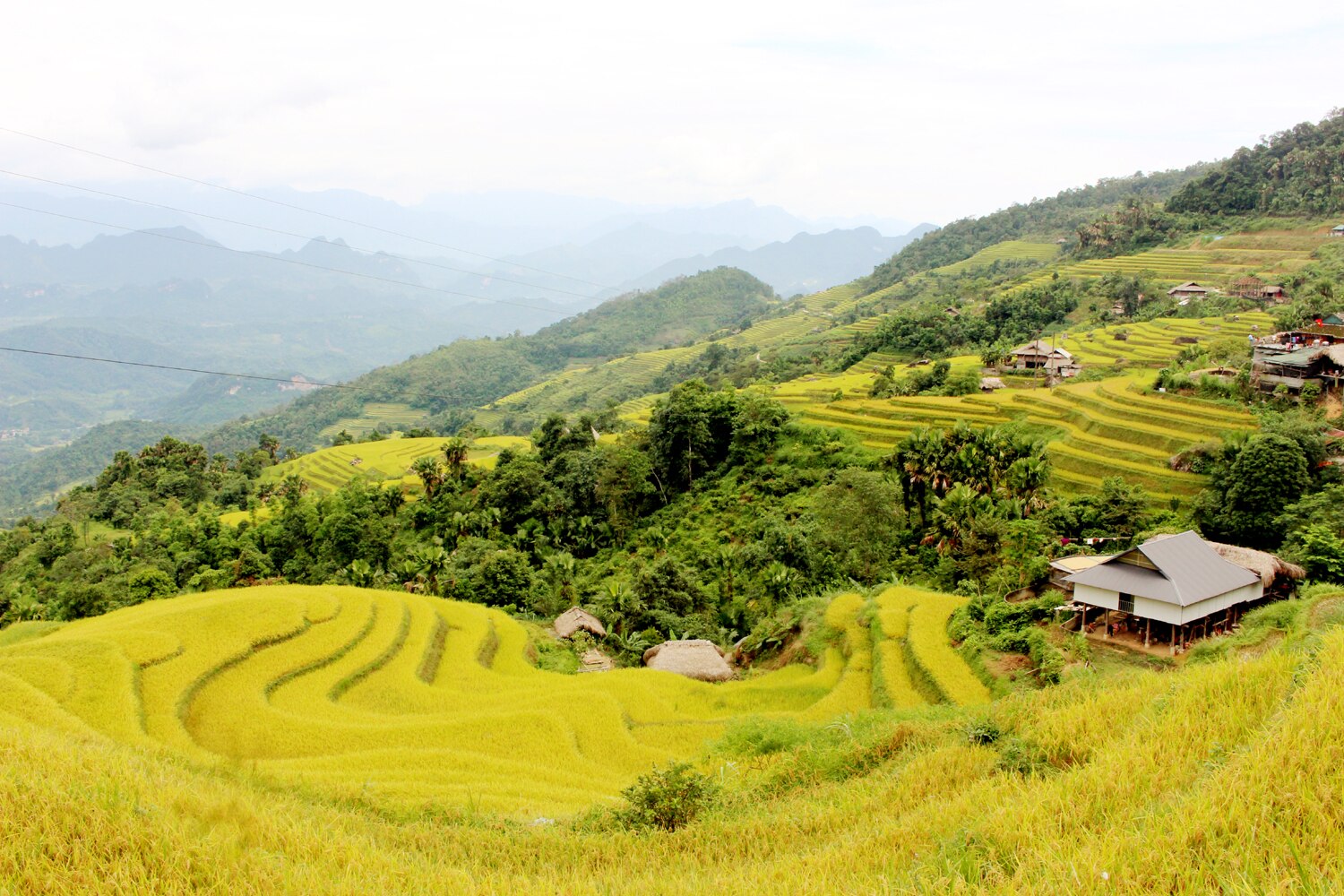 Ruộng bậc thang lúa đang vào độ chín vàng rực rỡ trải dài và uốn lượn theo sườn núi dưới dải Tây Côn Lĩnh