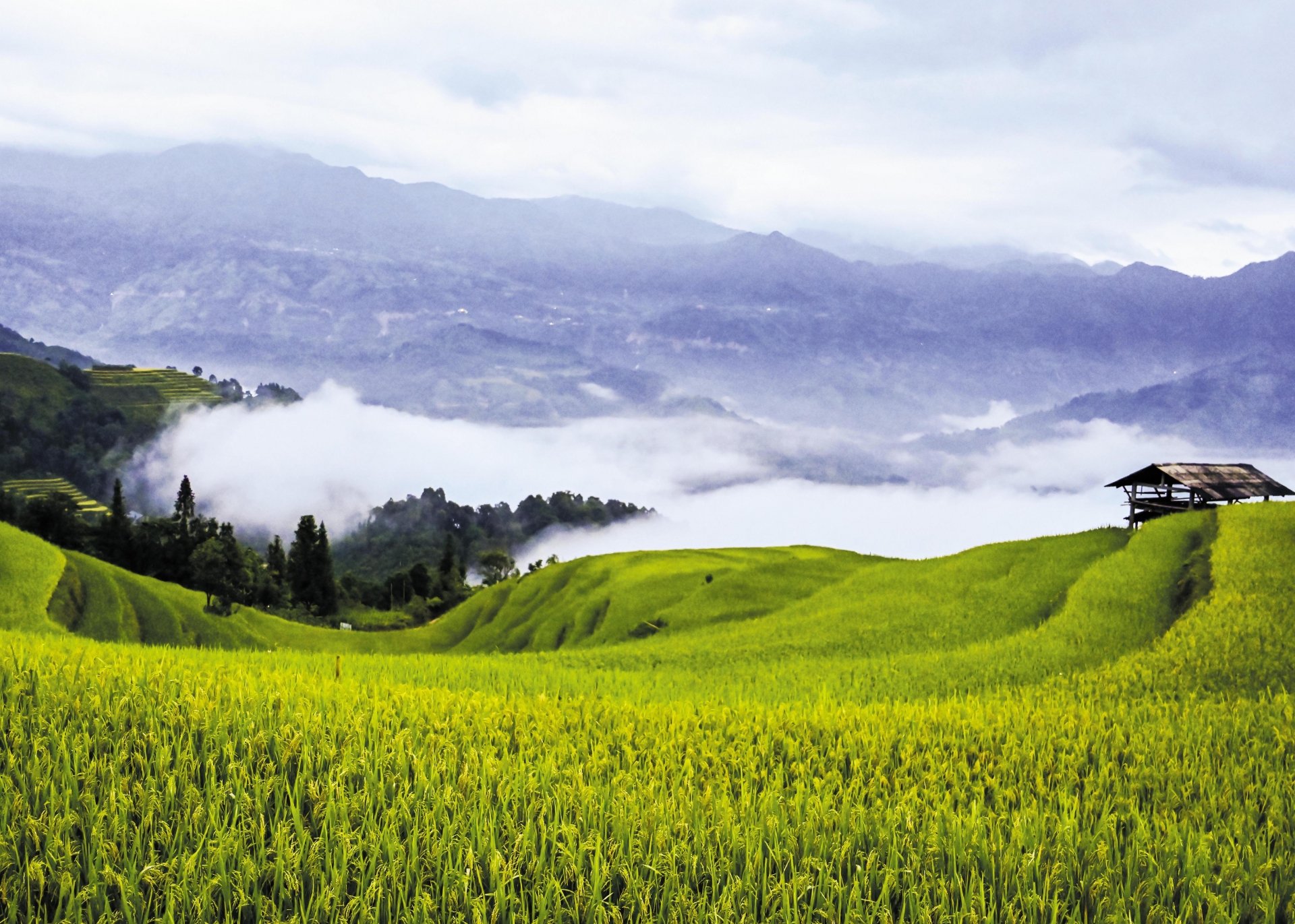 Ruộng bậc thang ở Thông Nguyên (Hoàng Su Phì)  trong mây sớm.