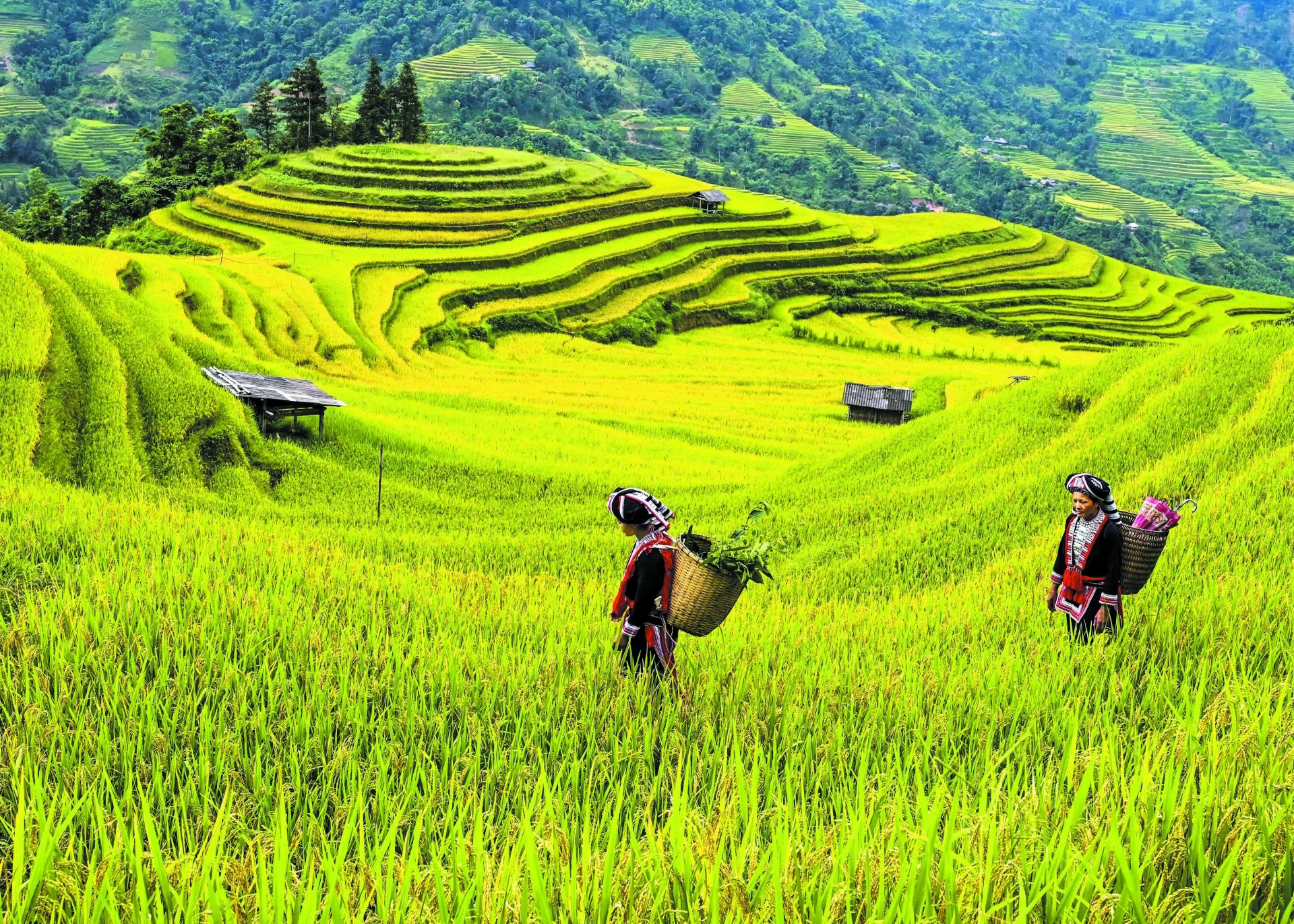 Đồi Mâm Xôi, một điểm check in của du khách tại xã Nậm Khoà huyện Hoàng Su Phì.