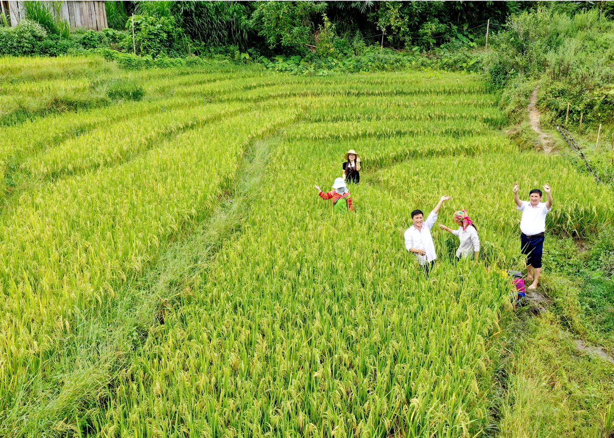 Du khách, người dân trải nghiệm bắt cá chép trên những thửa ruộng bậc thang ở Hoàng Su Phì.