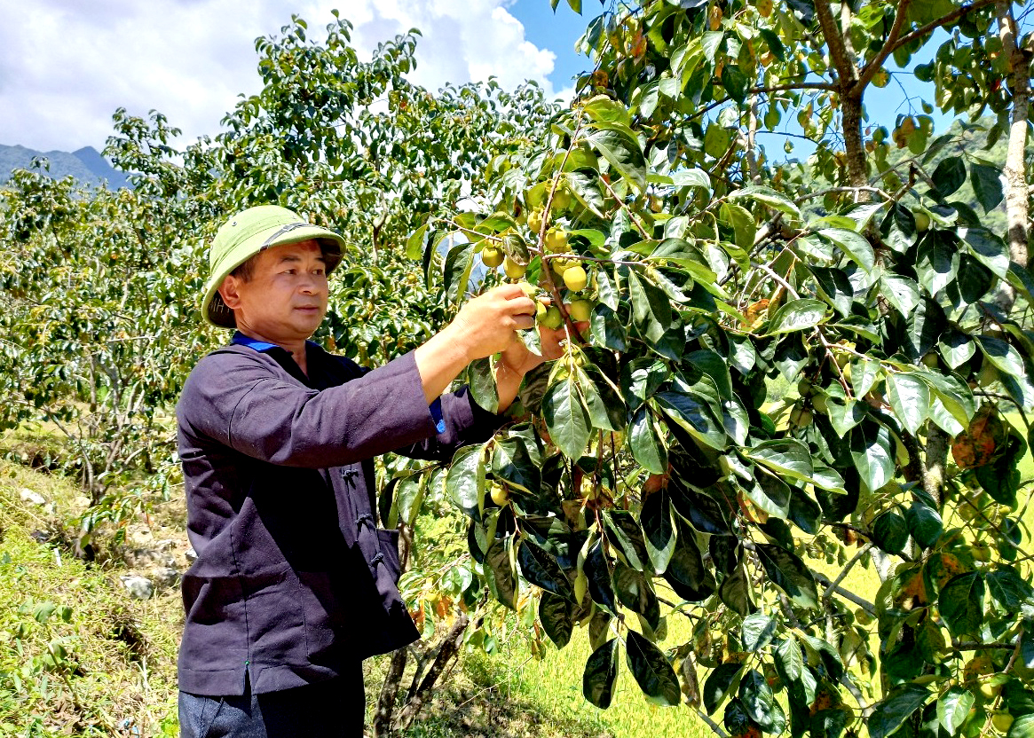 Hồng không hạt huyện Quản Bạ, sản vật trên Cao nguyên đá.