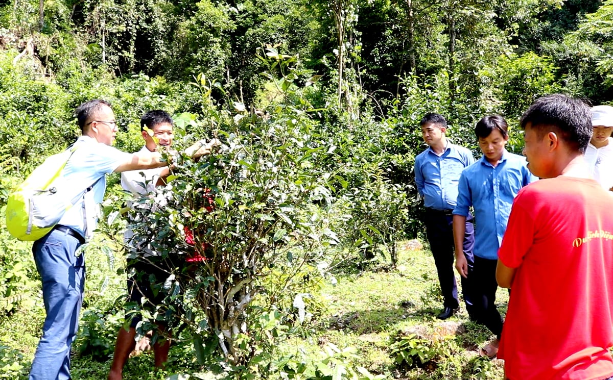 Các đoàn du lịch tham quan, khảo sát chè Shan tuyết tại xã Xuân Minh huyện Quang Bình
